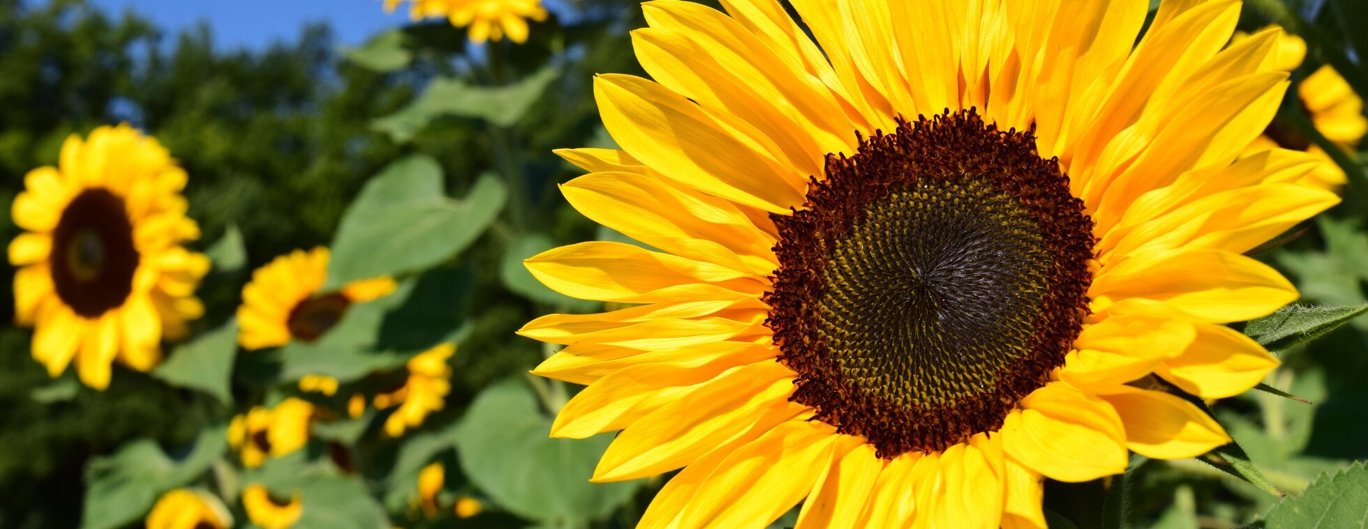 The Heart of the Season: Summer